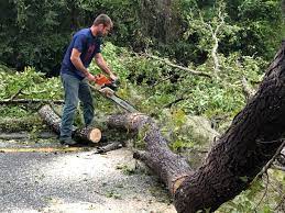 Best Tree Risk Assessment  in Pelican Rapids, MN