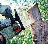 Best Tree Maintenance Programs  in Pelican Rapids, MN